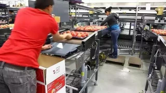 苹果的流水线打包全过程 太壮观了! 水果